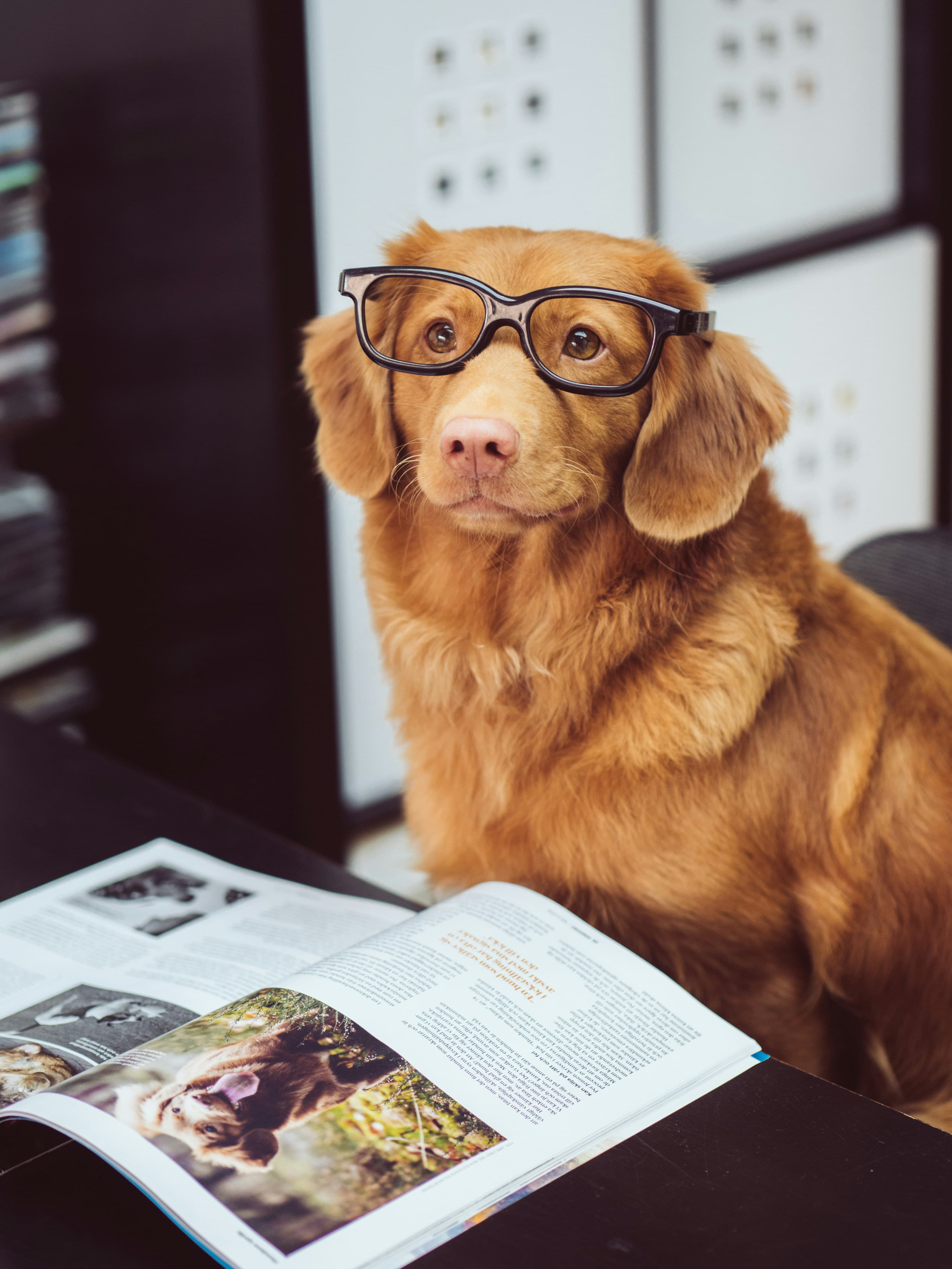 Photo d'un petit chien portant des lunettes de vue