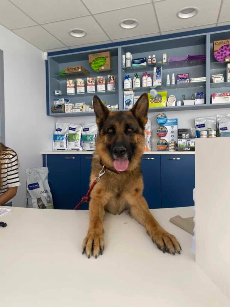 photo de l'accueil de la clinique vétérinaire de Pringy